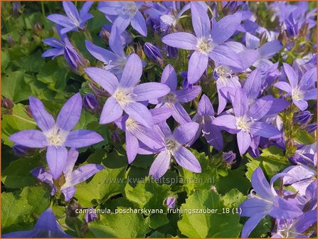 Campanula poscharskyana &#039;Fr&uuml;hlingszauber&#039; | Kruipklokje, Klokjesbloem | H&auml;ngepolster-Glockenblume