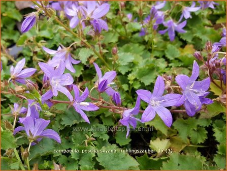 Campanula poscharskyana &#039;Fr&uuml;hlingszauber&#039; | Kruipklokje, Klokjesbloem | H&auml;ngepolster-Glockenblume