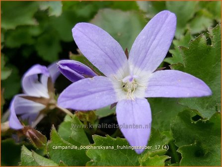 Campanula poscharskyana &#039;Fr&uuml;hlingszauber&#039; | Kruipklokje, Klokjesbloem | H&auml;ngepolster-Glockenblume