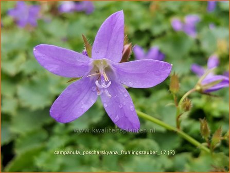 Campanula poscharskyana &#039;Fr&uuml;hlingszauber&#039; | Kruipklokje, Klokjesbloem | H&auml;ngepolster-Glockenblume
