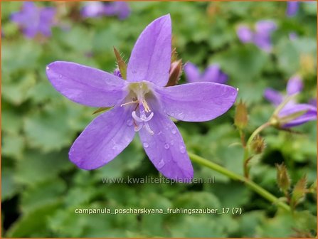 Campanula poscharskyana &#039;Fr&uuml;hlingszauber&#039; | Kruipklokje, Klokjesbloem | H&auml;ngepolster-Glockenblume