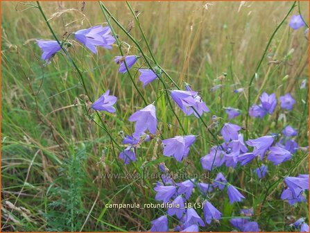 Campanula rotundifolia | Grasklokje, Klokjesbloem | Rundbl&auml;ttrige Glockenblume