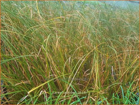 Carex calotides | Zegge | Segge