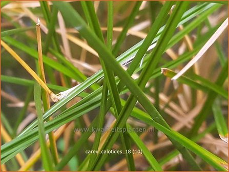 Carex calotides | Zegge | Segge