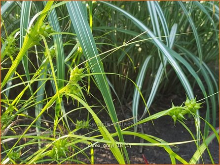 Carex grayi | Morgensterzegge, Zegge | Morgenstern-Segge