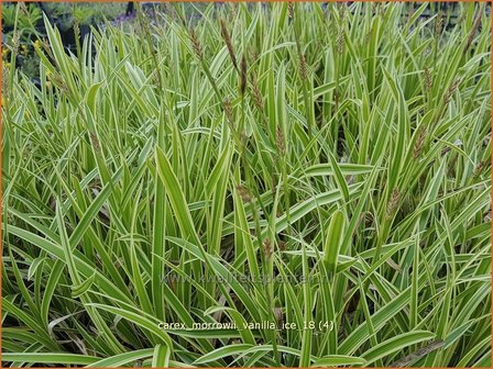 Carex morrowii &#039;Vanilla Ice&#039; | Japanse zegge, Zegge | Japan-Segge