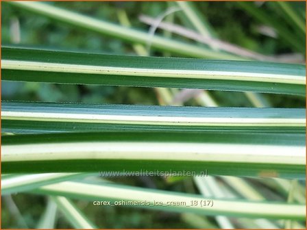 Carex oshimensis &#039;Ice Cream&#039; | Zegge | Buntlaubige Segge