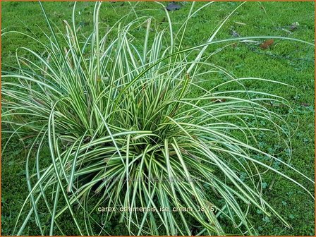 Carex oshimensis &#039;Ice Cream&#039; | Zegge | Buntlaubige Segge