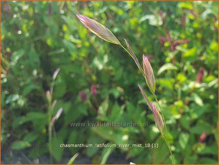 Chasmanthium latifolium &#039;River Mist&#039; | Plataargras | Breitbl&auml;ttriges Platt&auml;hrengras