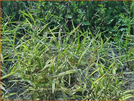 Chasmanthium latifolium &#039;River Mist&#039; | Plataargras | Breitbl&auml;ttriges Platt&auml;hrengras