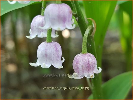 Convallaria majalis 'Rosea' | Lelietje-van-dalen | Gew&ouml;hnliches Maigl&ouml;ckchen