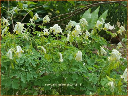 Corydalis ochroleuca | Geelwitte helmbloem, Helmbloem | Blassgelber Lerchensporn