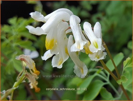 Corydalis ochroleuca | Geelwitte helmbloem, Helmbloem | Blassgelber Lerchensporn