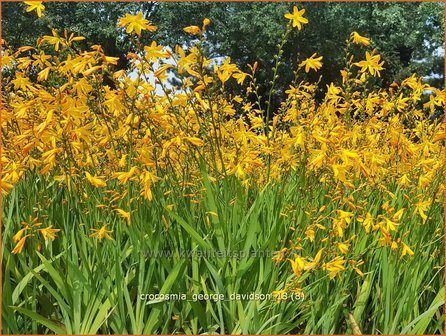 Crocosmia &#039;George Davidson&#039; | Montbretia | Montbretie