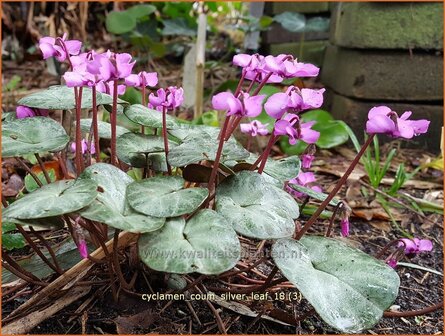 Cyclamen coum 'Silver Leaf' | Rondbladige cyclaam, Cyclaam, Alpenviooltje, Tuincyclaam | Fr&uuml;hlings-Alpenveilchen