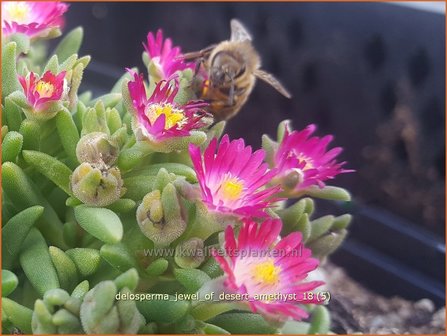 Delosperma &#039;Jewel of Desert Amethyst&#039; | IJsbloempje, IJsplant | Mittagsblume