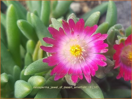 Delosperma &#039;Jewel of Desert Amethyst&#039; | IJsbloempje, IJsplant | Mittagsblume