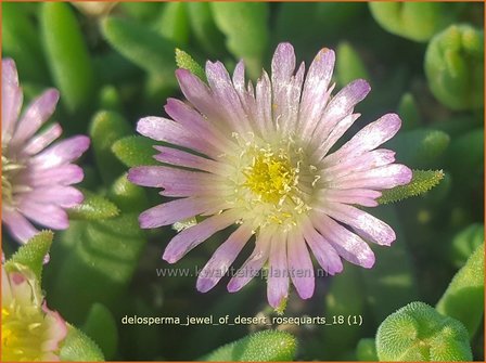 Delosperma &#039;Jewel of Desert Rosequarts&#039; | IJsbloempje, IJsplant | Mittagsblume