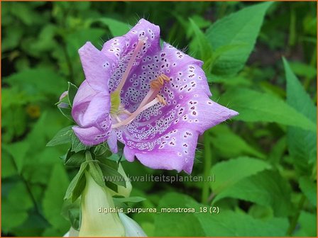 Digitalis purpurea &#039;Monstrosa&#039; | Vingerhoedskruid | Roter Fingerhut