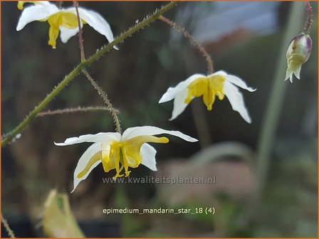 Epimedium 'Mandarin Star' | Elfenbloem | Elfenblume