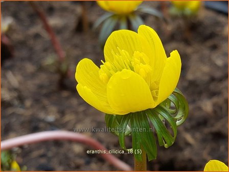 Eranthis cilicica | Winterakoniet | Taurus-Winterling