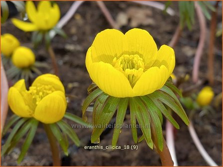 Eranthis cilicica | Winterakoniet | Taurus-Winterling | Winter Aconite