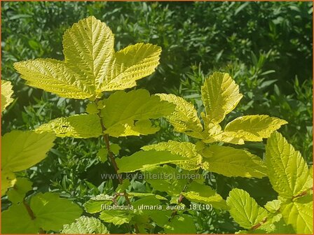 Filipendula ulmaria &#039;Aurea&#039; | Moerasspirea, Spirea | Sumpf-M&auml;des&uuml;&szlig;