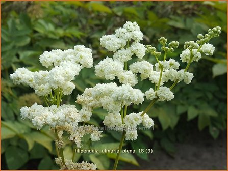 Filipendula ulmaria 'Plena' | Moerasspirea, Spirea | Sumpf-M&auml;des&uuml;&szlig;
