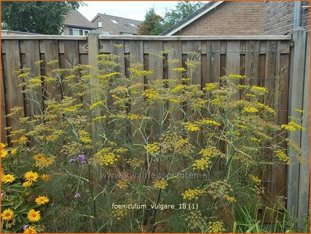 Foeniculum vulgare | Venkel | Gew&amp;#x00f6;hnlicher Fenchel