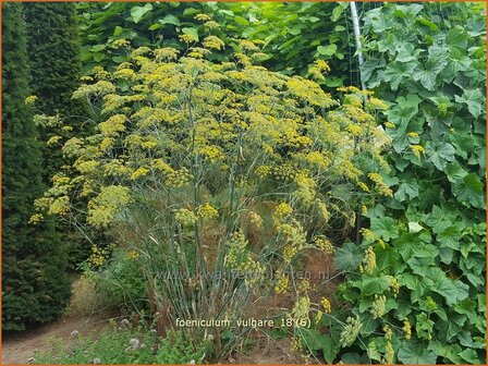 Foeniculum vulgare | Venkel | Gew&amp;#x00f6;hnlicher Fenchel