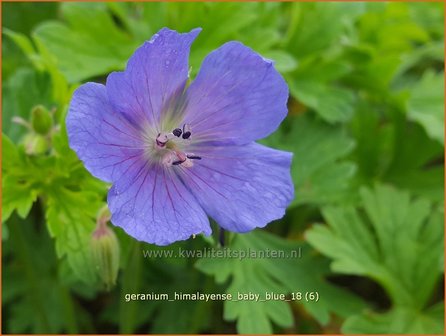 Geranium himalayense &#039;Baby Blue&#039; | Ooievaarsbek, Tuingeranium | Himalaya-Storchschnabel