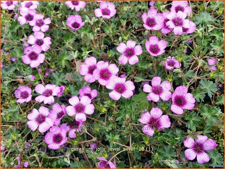 Geranium &amp;#x0027;Jolly Jewel Silver&amp;#x0027; | Ooievaarsbek, Tuingeranium | Storchschnabel