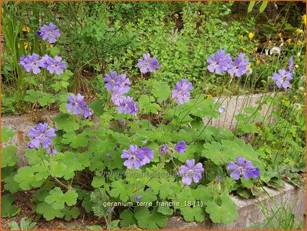 Geranium &#039;Terre Franche&#039; | Ooievaarsbek, Tuingeranium | Storchschnabel