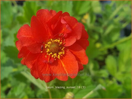 Geum 'Blazing Sunset' | Nagelkruid | Chilenische Nelkenwurz