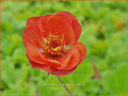 Geum &#039;Dark and Stormy&#039; | Nagelkruid | Nelkenwurz