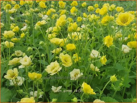 Geum 'Gimlet' | Nagelkruid | Nelkenwurz