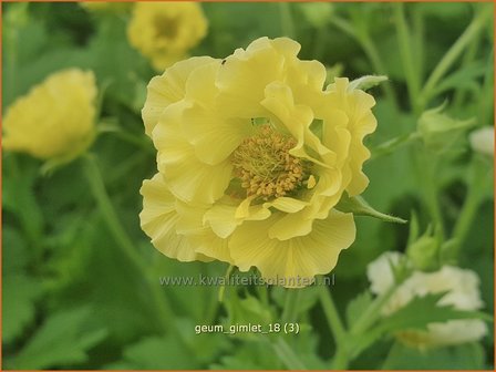 Geum 'Gimlet' | Nagelkruid | Nelkenwurz