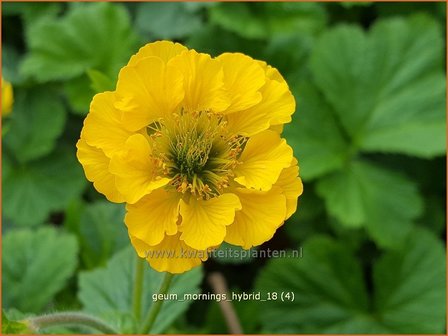 Geum &#039;Mornings Hybrid&#039; | Nagelkruid | Nelkenwurz