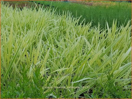 Glyceria maxima &amp;#x0027;Variegata&amp;#x0027; | Bont liesgras, Liesgras | Riesens&amp;#x00fc;&amp;#x00df;gras