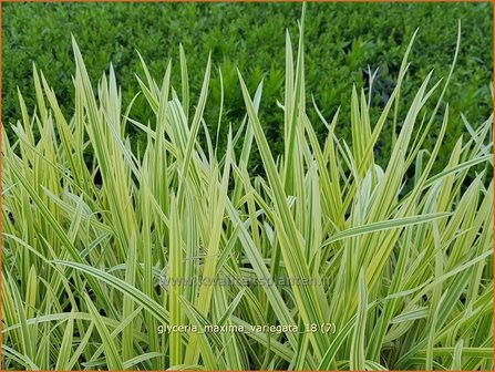 Glyceria maxima &amp;#x0027;Variegata&amp;#x0027; | Bont liesgras, Liesgras | Riesens&amp;#x00fc;&amp;#x00df;gras