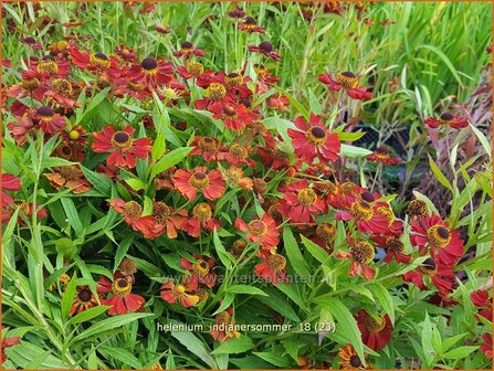 Helenium 'Indianersommer' | Zonnekruid | Sonnenbraut