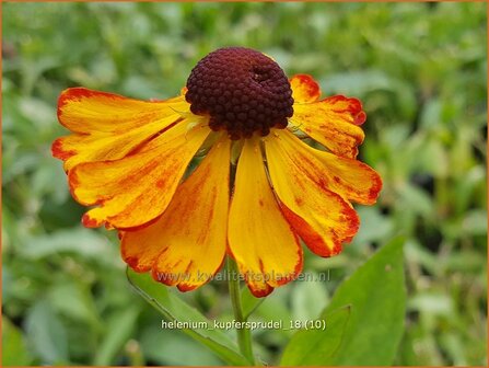 Helenium &#039;Kupfersprudel&#039; | Zonnekruid | Sonnenbraut