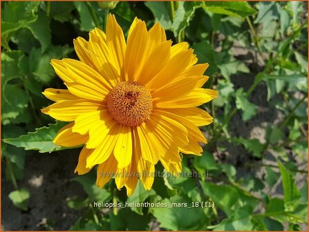 Heliopsis helianthoides 'Mars' | Zonneoog | Gew&ouml;hnliches Sonnenauge