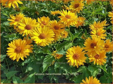 Heliopsis helianthoides 'Mars' | Zonneoog | Gew&ouml;hnliches Sonnenauge
