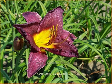 Hemerocallis &#039;Bela Lugosi&#039; | Daglelie | Taglilie