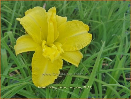 Hemerocallis &#039;Double River Wye&#039; | Daglelie | Taglilie