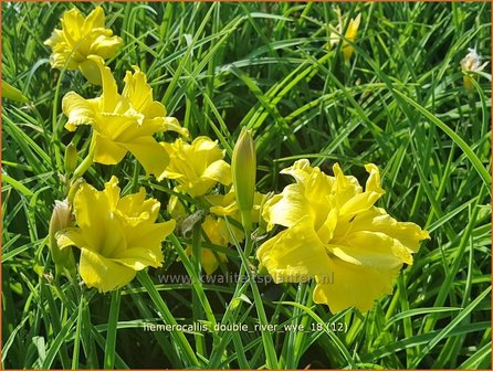 Hemerocallis &#039;Double River Wye&#039; | Daglelie | Taglilie