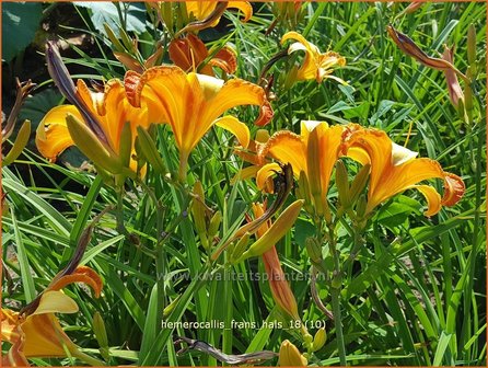 Hemerocallis 'Frans Hals' | Daglelie | Taglilie