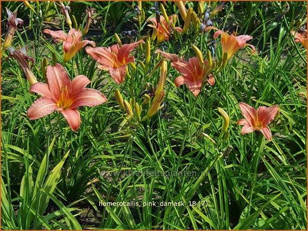 Hemerocallis &#039;Pink Damask&#039; | Daglelie | Taglilie