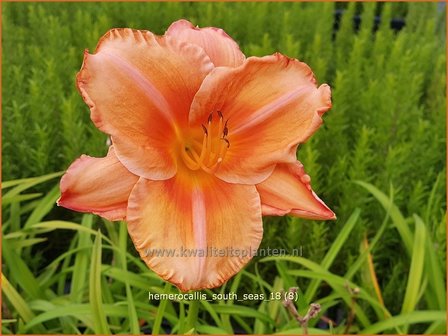 Hemerocallis &#039;South Seas&#039; | Daglelie | Taglilie